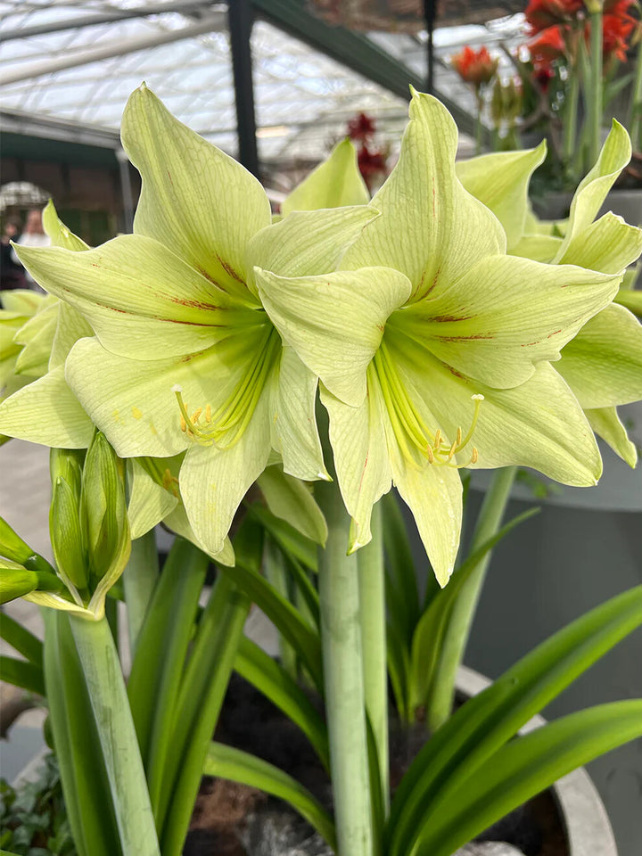 Giant Green Amaryllis Flower Seeds for Planting – Heirloom Non-GMO High Germination