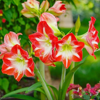 Amaryllis Flower Seeds Red White – Heirloom Non-GMO High Germination Seeds