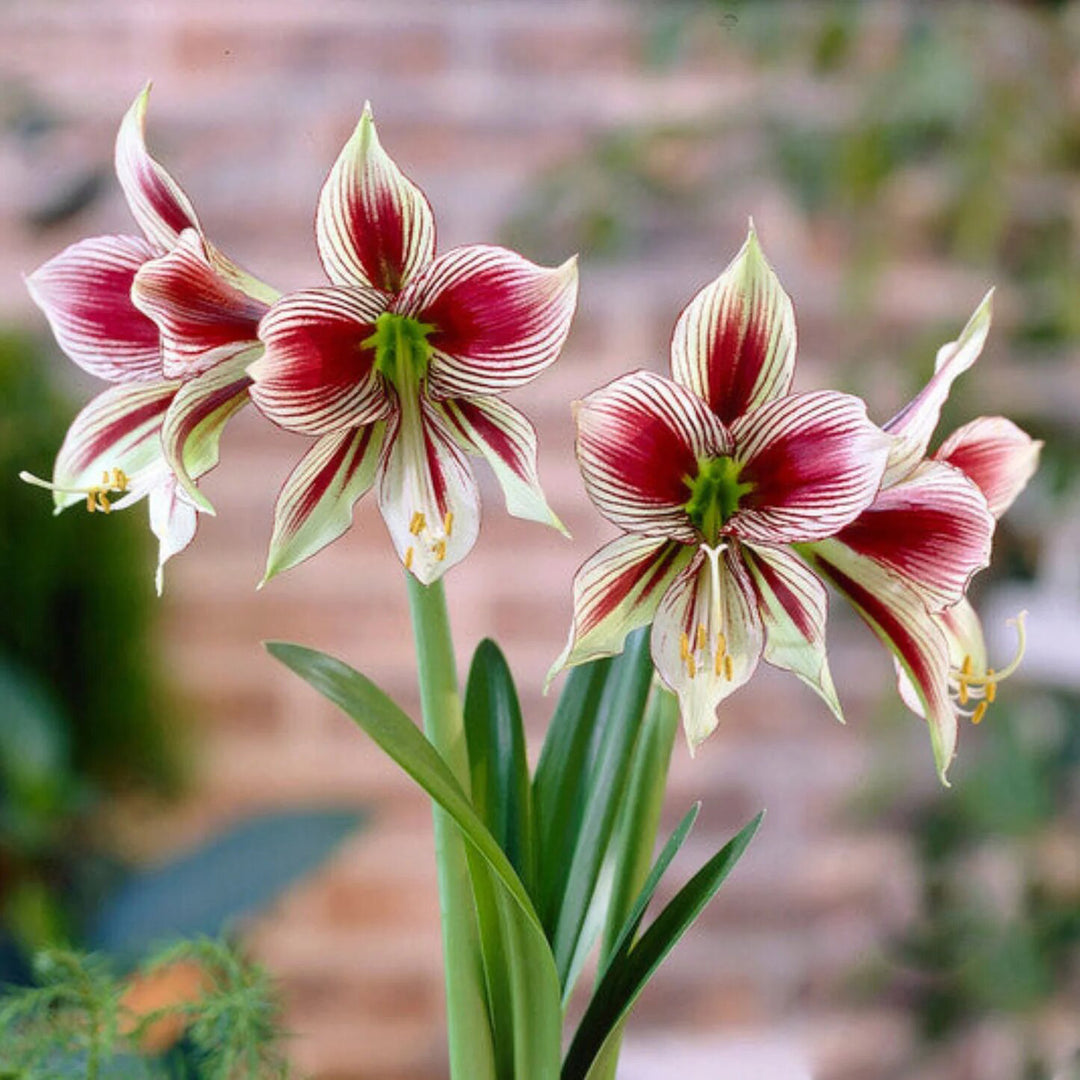 Maroon White Hippeastrum Flower Seeds – Heirloom, Non-GMO, High Germination Seeds