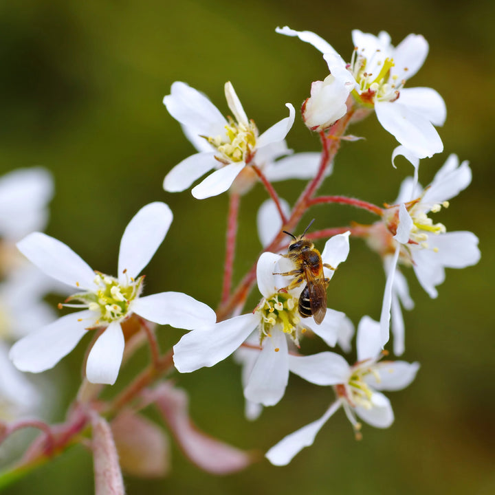 Amelanchier Flower Seeds for Planting – Heirloom Non-GMO High Germination Organic Seeds