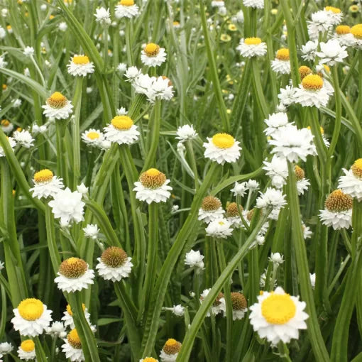 ammobium everlasting flower seeds