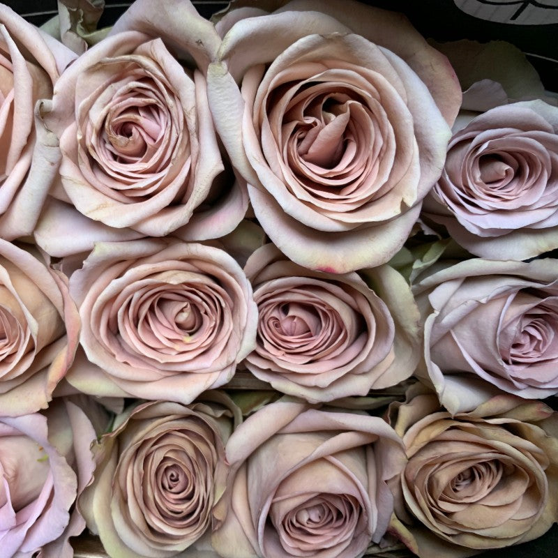 Lavender Brown Amnesia Rose Flower Seeds – Heirloom Non-GMO High Germination Seeds