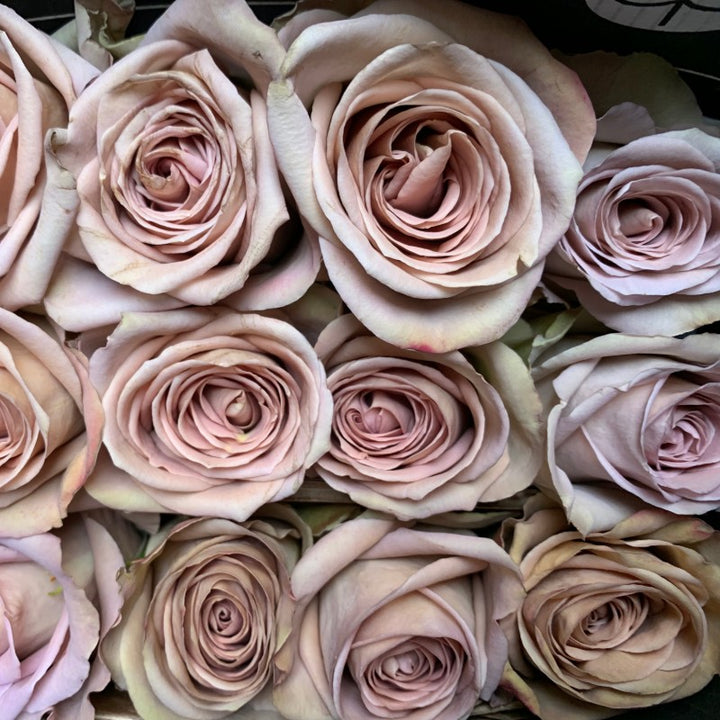 Lavender Brown Amnesia Rose Flower Seeds – Heirloom Non-GMO High Germination Seeds