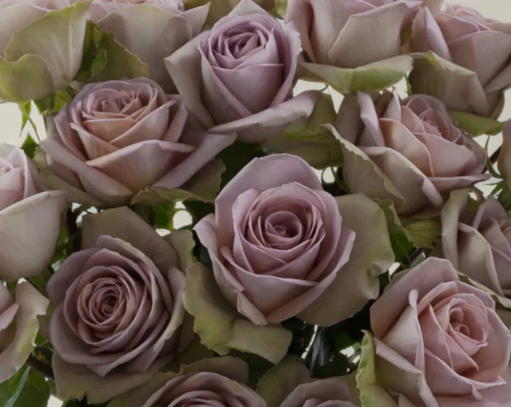 Lavender Brown Amnesia Rose Flower Seeds – Heirloom Non-GMO High Germination Seeds
