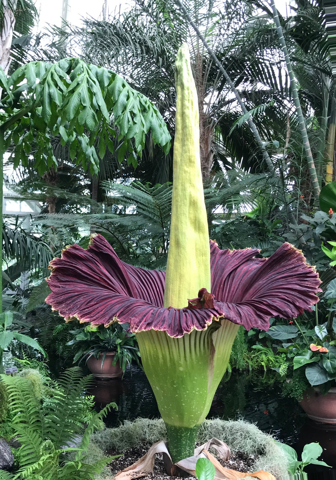 Amorphophallus Corpse Flowers Seeds – Heirloom, Non-GMO, High Germination Seeds