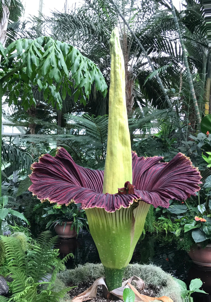 Amorphophallus Corpse Flowers Seeds – Heirloom, Non-GMO, High Germination Seeds