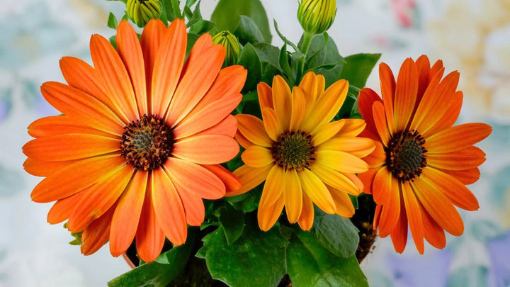 Semillas de margaritas gigantes naranjas para jardinería - Semillas de jardín orgánicas reliquia, sin OMG, de alta germinación para plantar