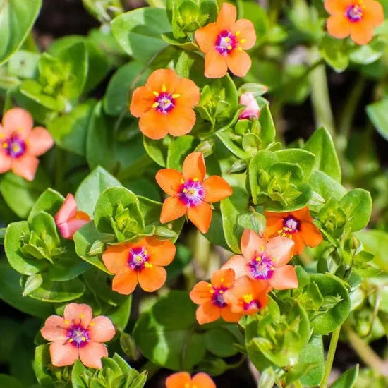 anagallisarvensisannualherbflowerheirloomnongmohighgerminationorganicgarden flower seeds