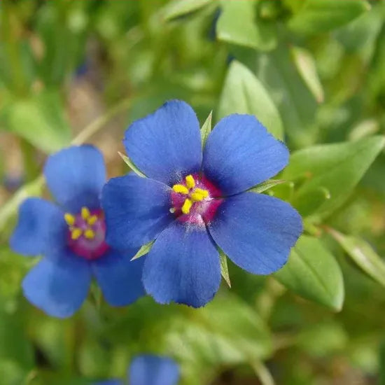 anagallisarvensishumiditytolerantannualherbflowerheirloomnongmohighgerminationorganicgarden flower seeds