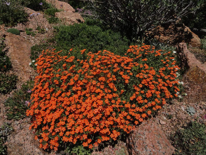 Orange Thyme Flower Seeds – Heirloom, Non-GMO, High Germination Seeds