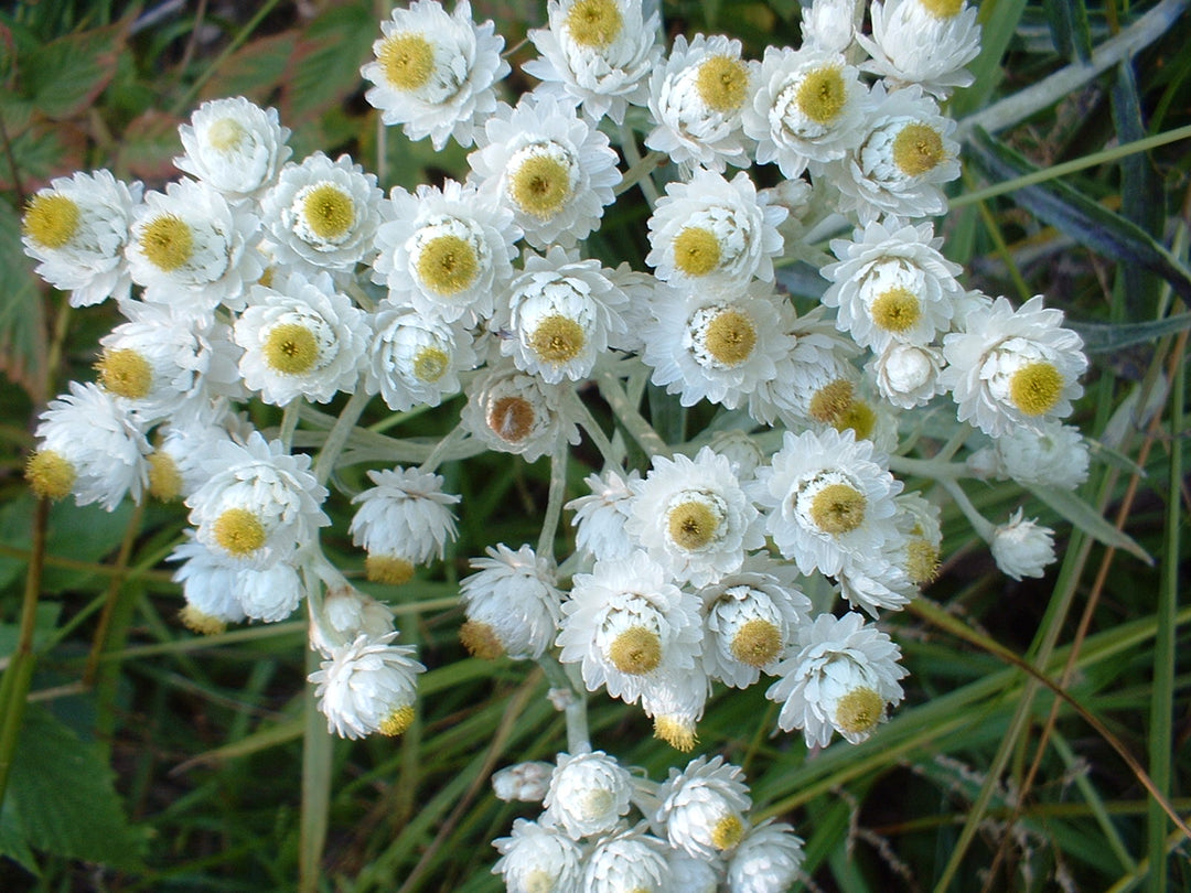 Anaphalis Flower Seeds White for Planting – Heirloom Non-GMO High Germination Organic Seeds