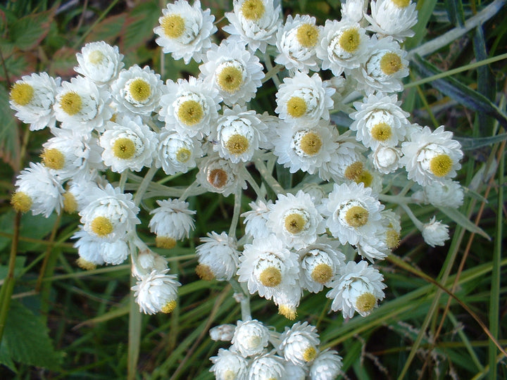 Anaphalis Flower Seeds White for Planting – Heirloom Non-GMO High Germination Organic Seeds