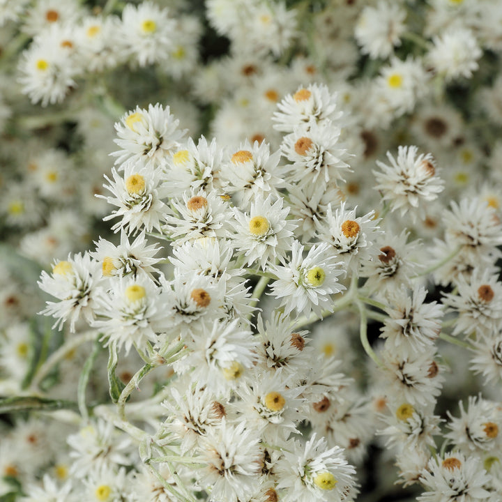 Anaphalis Flower Seeds White for Planting – Heirloom Non-GMO High Germination Organic Seeds