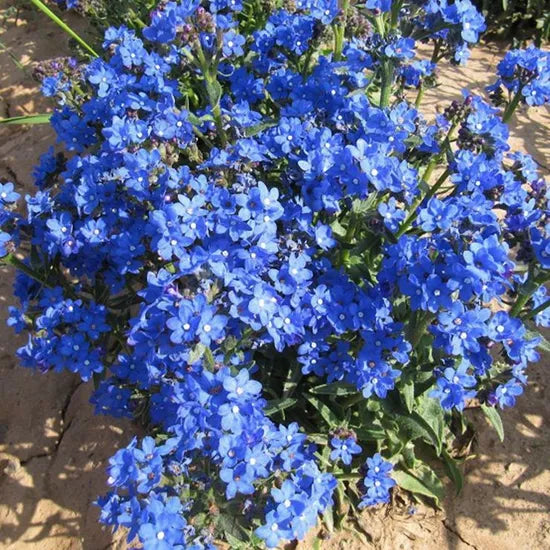 anchusacapensisshadetolerantannualherbflowerheirloomnongmohighgerminationorganicgarden flower seeds