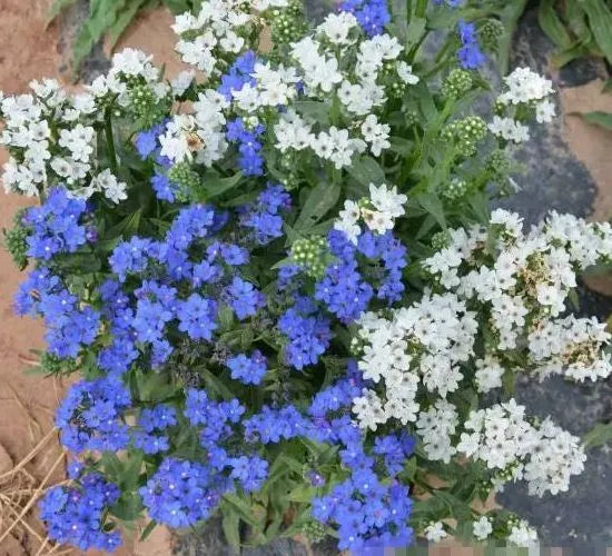 anchusacapensissunlovingannualherbflowerheirloomnongmohighgerminationorganicgarden flower seeds