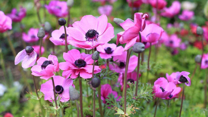 Rosa Anemonen-Blumensamen zum Pflanzen – Erbstück, gentechnikfrei, hohe Keimrate, Bio-Samen