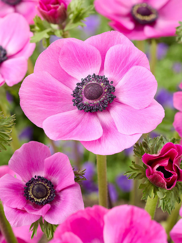 Rosa Anemonen-Blumensamen zum Pflanzen – Erbstück, gentechnikfrei, hohe Keimrate, Bio-Samen