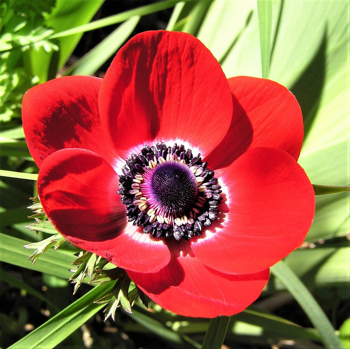Rote Anemonen Blumensamen zum Pflanzen, samenecht, gentechnikfrei, hohe Keimfähigkeit, Bio-Gartensamen