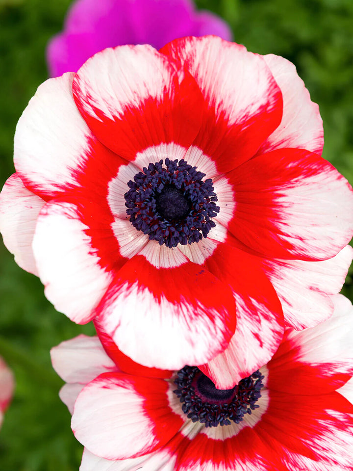 Red White Anemone Flower Seeds for Planting Heirloom Non-GMO High Germination Organic Garden Seeds