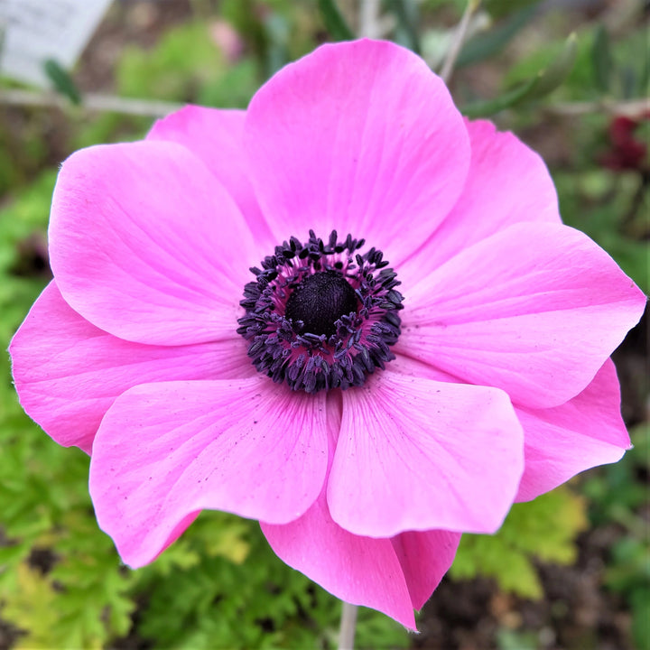 Rosa Anemonen-Blumensamen zum Pflanzen – Erbstück, gentechnikfrei, hohe Keimrate, Bio-Samen