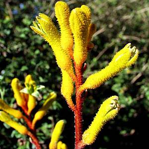 Anigozanthos Flavidus Flower Seeds for Planting – Heirloom Non-GMO High Germination Organic Seeds