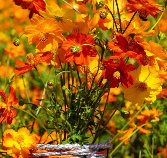annulherbflowercosmossulphureusheirloomnongmohighgerminationorganicgarden flower seeds