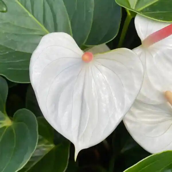 Semillas de Flor de Anturio Gigante Blanca – Cimarrón, No OGM, Semillas de Alta Germinación