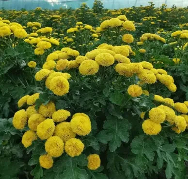 antheredibledualpurposebuttonchamomileflowerheirloomnongmohighgerminationorganicgarden flower seeds