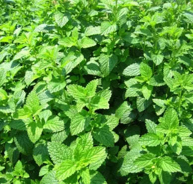 antheredibledualpurposelemonbalmaromaticflowerforplantingheirloomnongmohighgerminationorganicgarden flower seeds