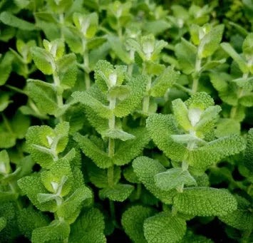 antheredibledualpurposementhaspicataflowerforplantingheirloomnongmohighgerminationorganicgarden flower seeds
