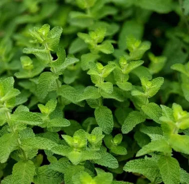 antheredibledualpurposementhaspicataflowerforsowingheirloomnongmohighgerminationorganicgarden flower seeds