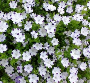 antheredibledualpurposenemophilamaculataflowerheirloomnongmohighgerminationorganicgarden flower seeds