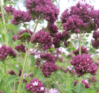 antheredibledualpurposeoriganumvulgareheirloomnongmohighgerminationorganicgarden flower seeds