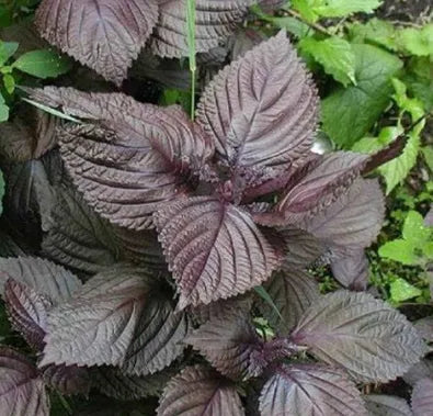 antheredibledualpurposeperillafrutescensaromaticflowerheirloomnongmohighgerminationorganicgarden flower seeds