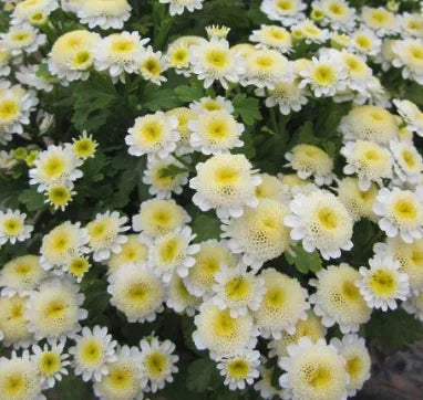 antheredibledualpurposepyrethrumparthenifoliumaromaticflowerheirloomnongmohighgerminationorganicgarden flower seeds