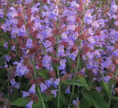 antheredibledualpurposesalviaofficinalisaromaticflowerheirloomnongmohighgerminationorganicgarden flower seeds