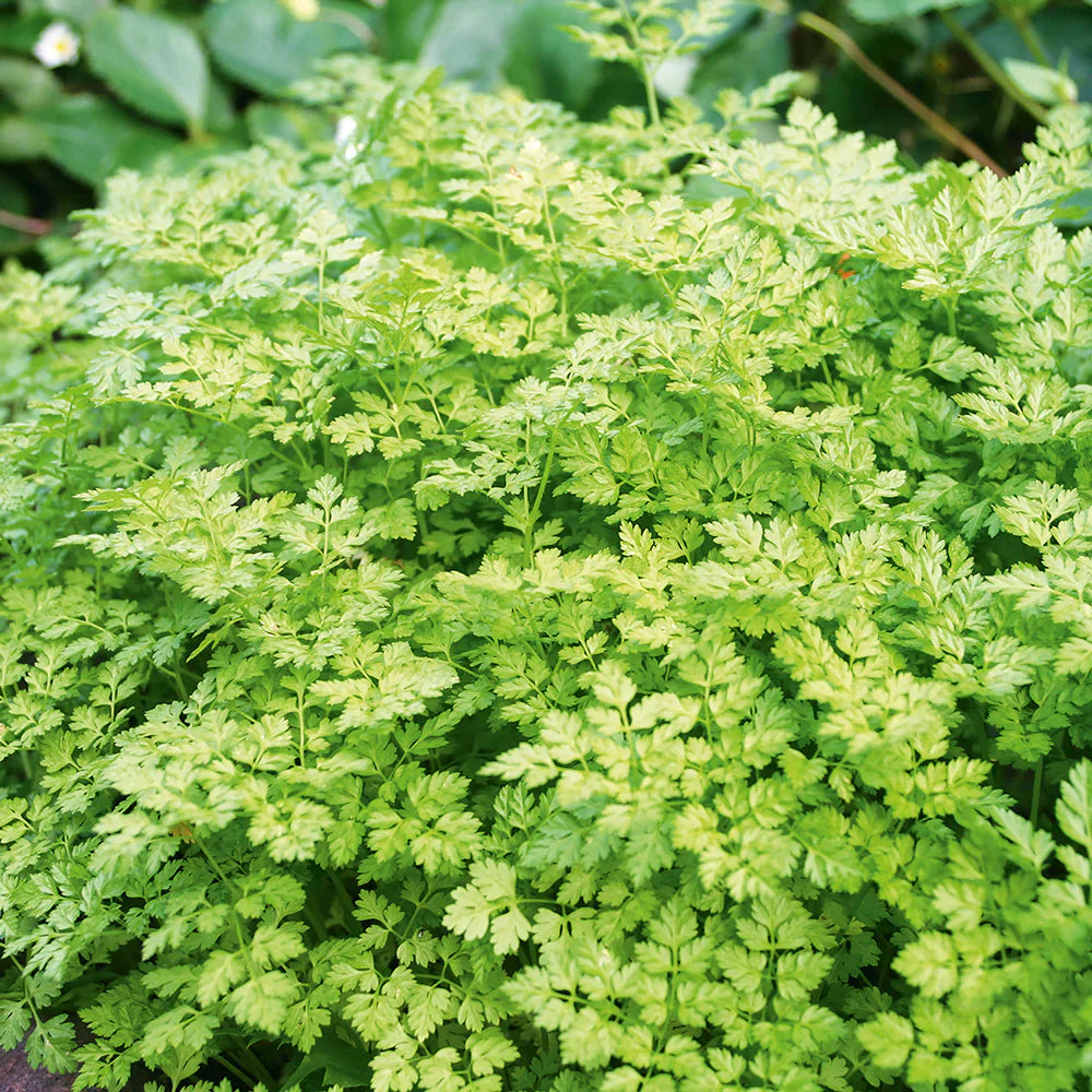 Chervil Anthriscus herb seeds