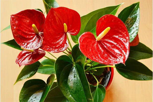 Red Blooming Anthurium Flower Seeds for Planting Heirloom Non-GMO High Germination Organic Garden Seeds
