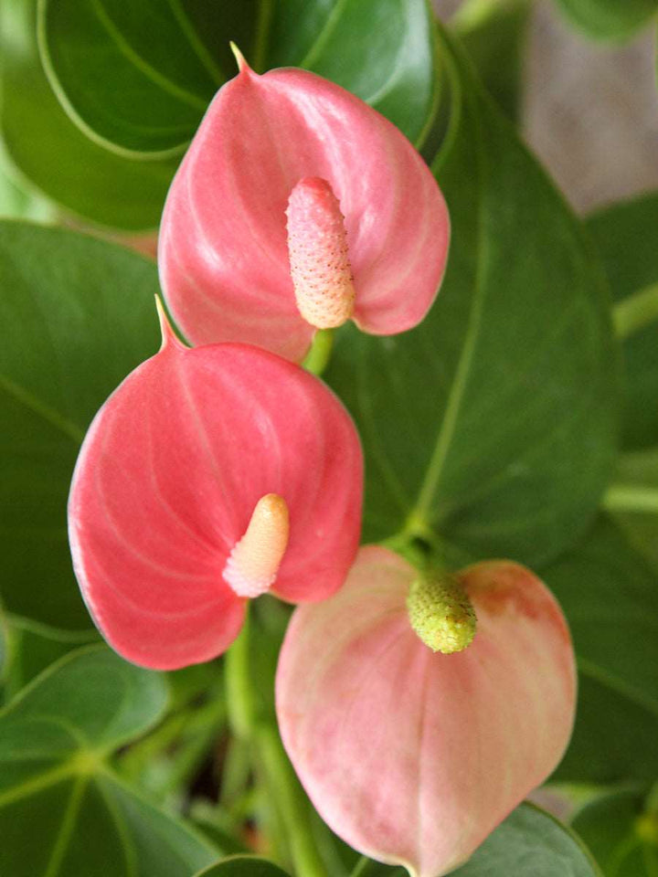 Light Pink Anthurium Flower Seeds for Planting – Heirloom Non-GMO High Germination Organic Seeds