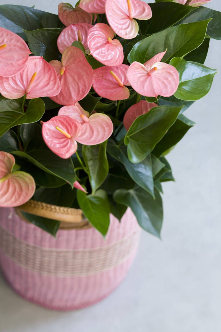 Light Pink Anthurium Flower Seeds for Planting – Heirloom Non-GMO High Germination Organic Seeds