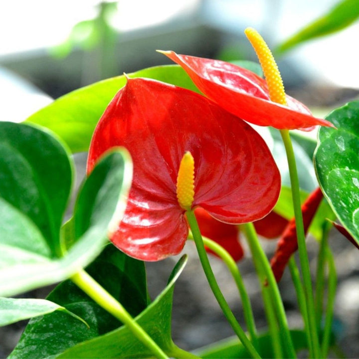 Red Anthurium Flower Seeds for Planting – Heirloom Non-GMO High Germination Organic Garden Seeds
