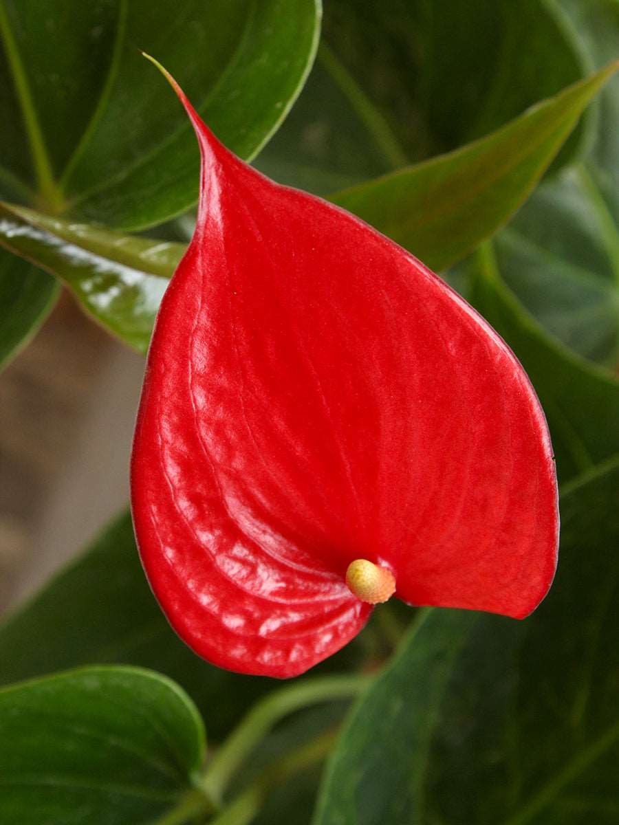 Giant Anthurium Flower Seeds Red for Planting Heirloom Non-GMO High Germination Organic Garden Seeds