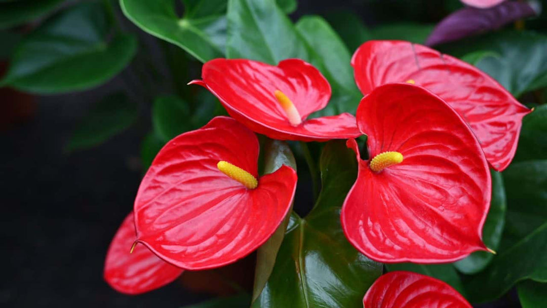 Anthurium Flower Seeds Red for Planting Heirloom Non-GMO High Germination Organic Garden Seeds