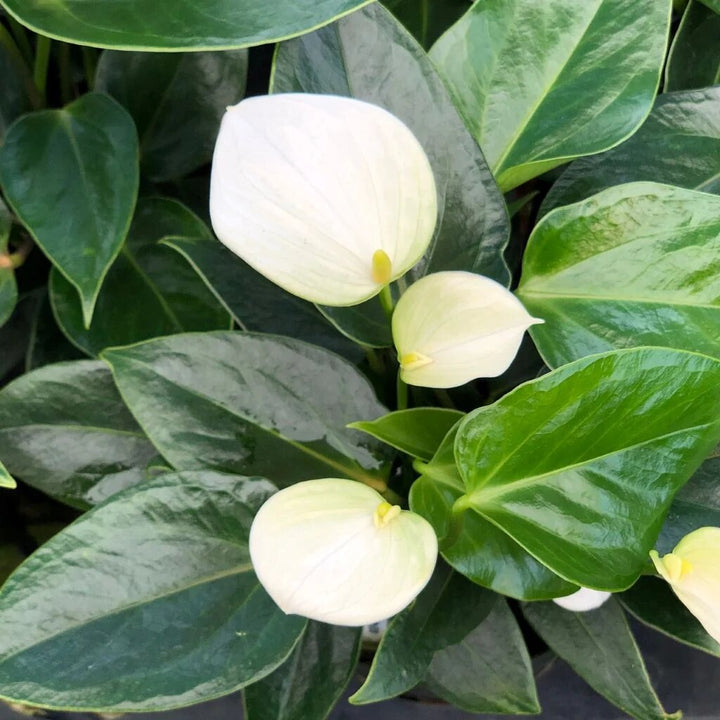 Anthurium Flower Seeds White for Planting – Heirloom Non-GMO High Germination Organic Seeds