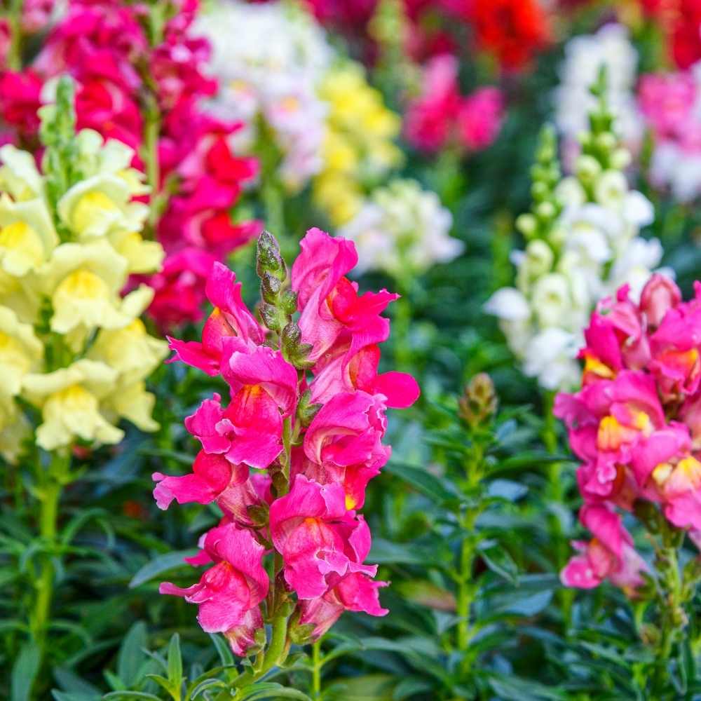 Antirrhinum Flower Seeds for Planting – Heirloom Non-GMO High Germination Organic Garden Seeds