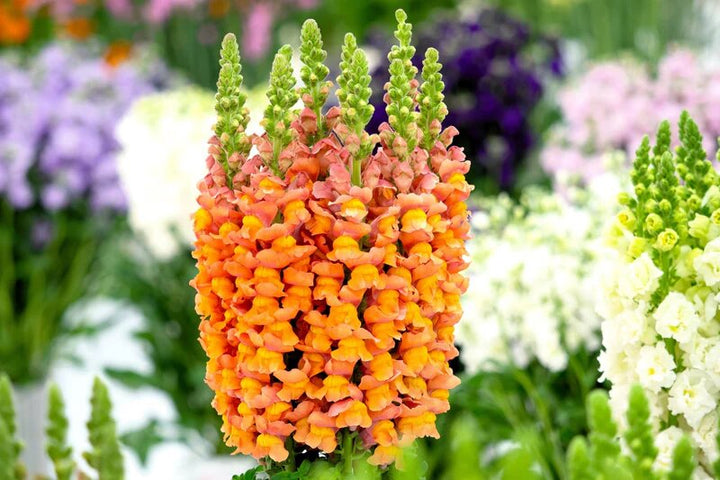 Semillas de flor de antirrino naranja – Cimarrón, sin OGM, semillas de jardín orgánicas de alta germinación para plantar