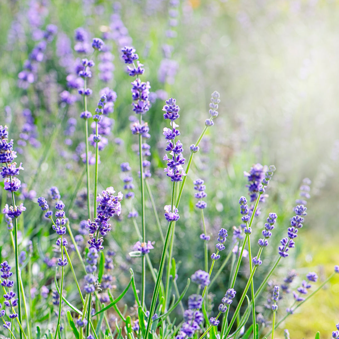 Lavander Flower Seeds – Heirloom, Non-GMO, High Germination Seeds for Planting