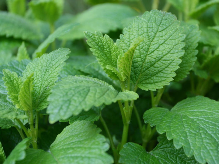 Lemon Balm Mint Seeds for Planting – Heirloom Non-GMO High Germination Organic Garden Seeds