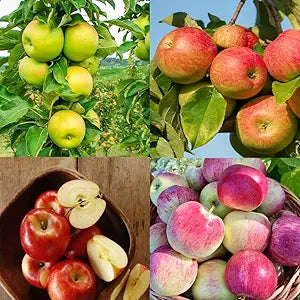 apple malus flower seeds