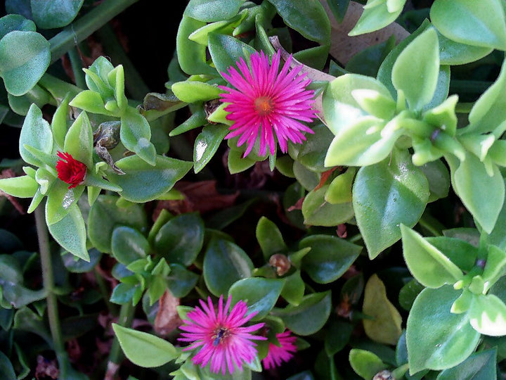 Pink Aptenia Flower Seeds for Planting – Heirloom Non-GMO High Germination Organic Seeds